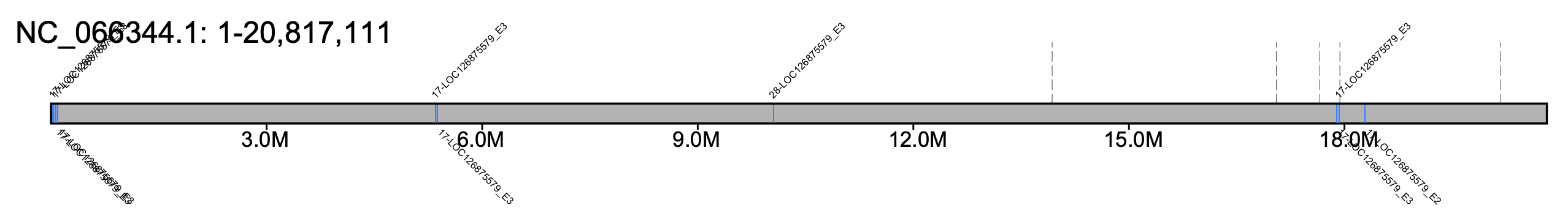 B. affinis chromosome 1