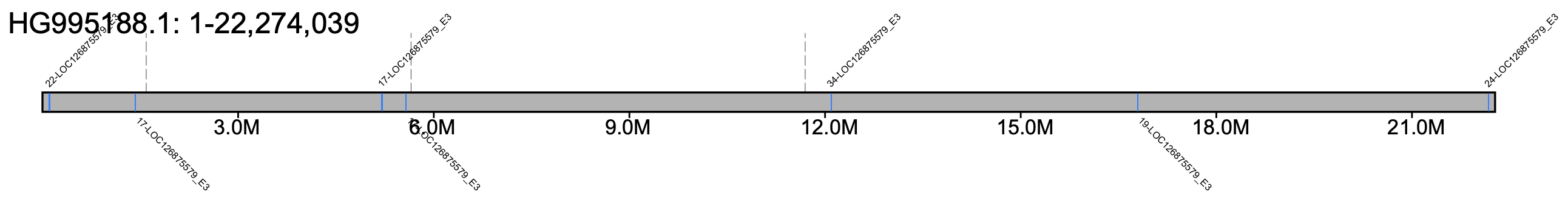 B. hortorum chromosome 1