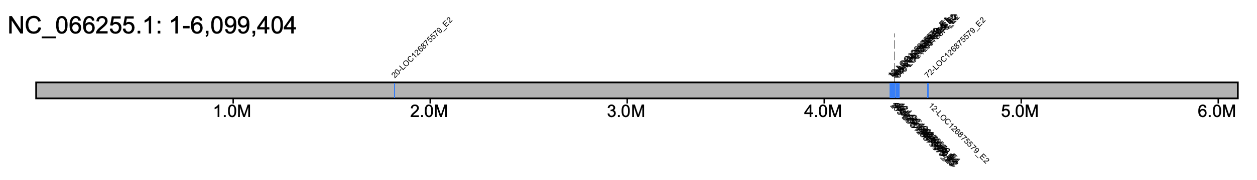 B. huntii chromosome 18