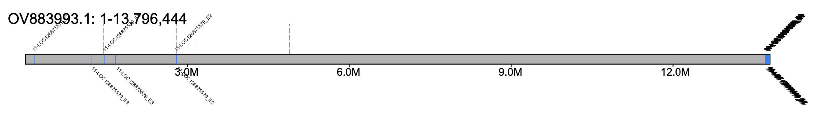 B. pratorum chromosome 1