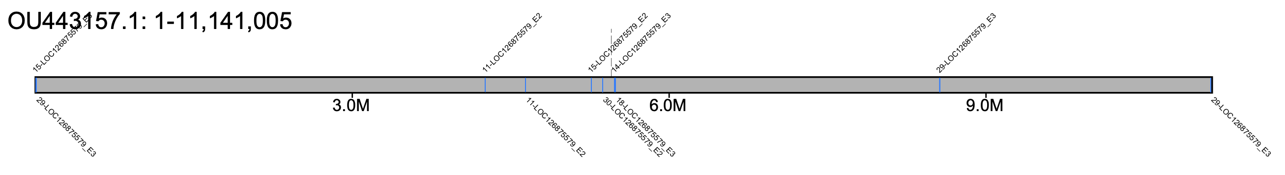 B. sylvestris chromosome 18